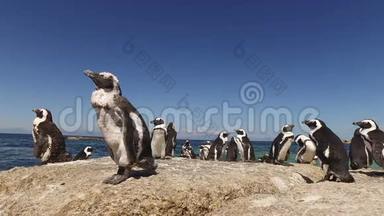 沿海岩石上的非洲企鹅
